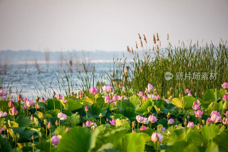 池塘湖泊湿地里的荷塘荷花