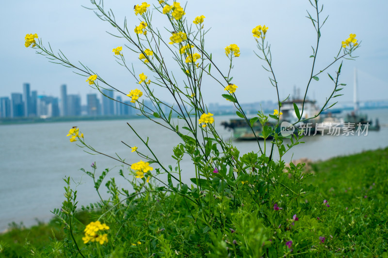 水边生长着黄色花朵的自然风景