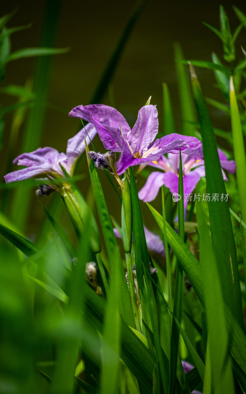 洛阳王城公园水仙花开