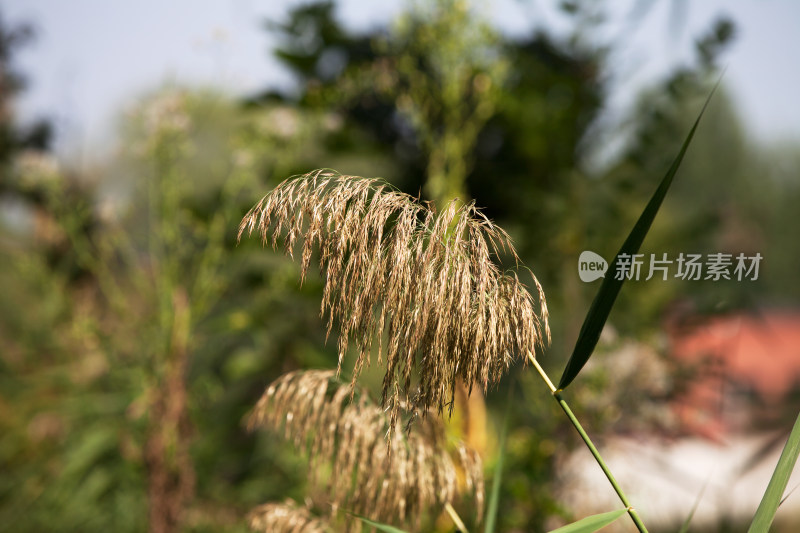 秋季湖边生长的芦苇花特写