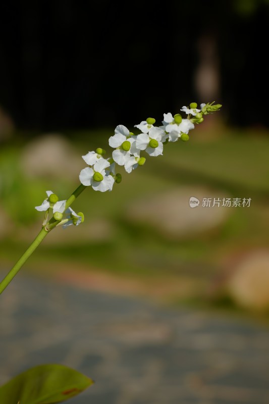 夏日野慈姑