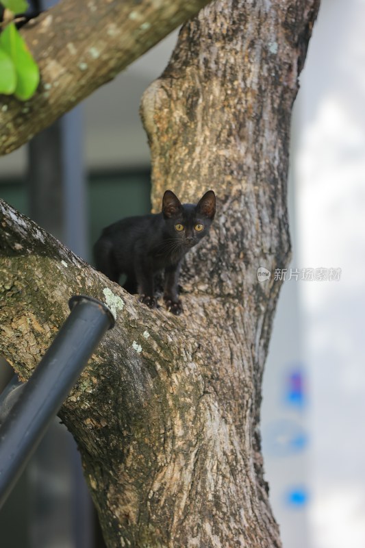 树上的黑色小猫