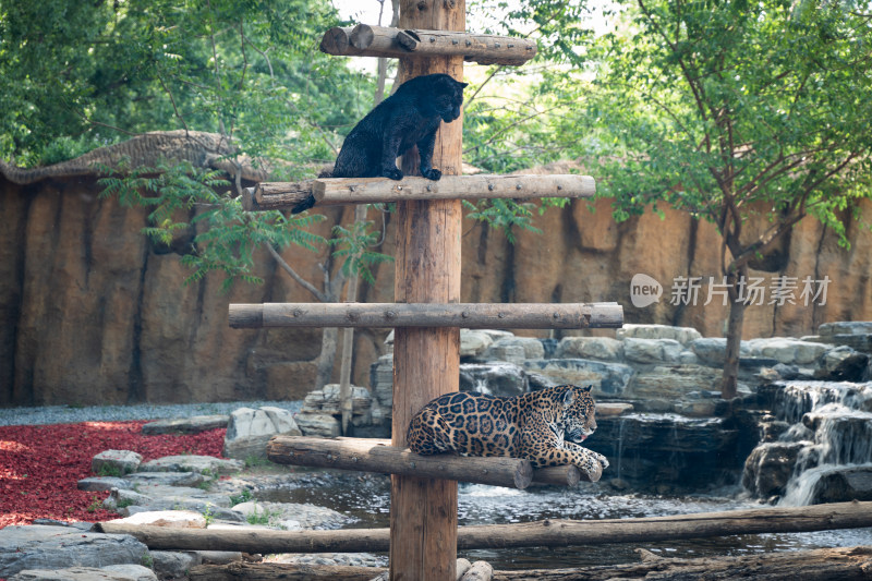黑豹花豹在木桩上趴着休息张望
