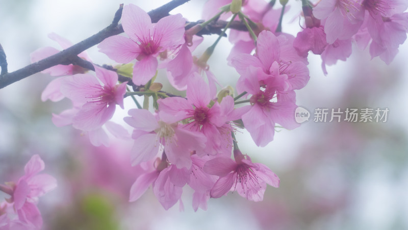 春日樱花