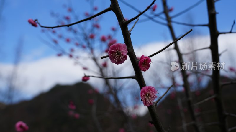 红梅初绽，惊艳了时光，温柔了岁月‌‌