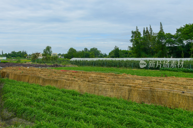 农田韭菜种植场景