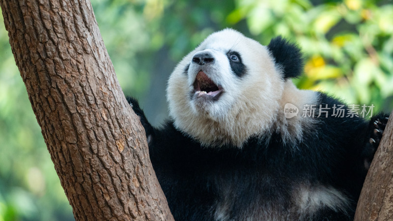 树杈上的大熊猫