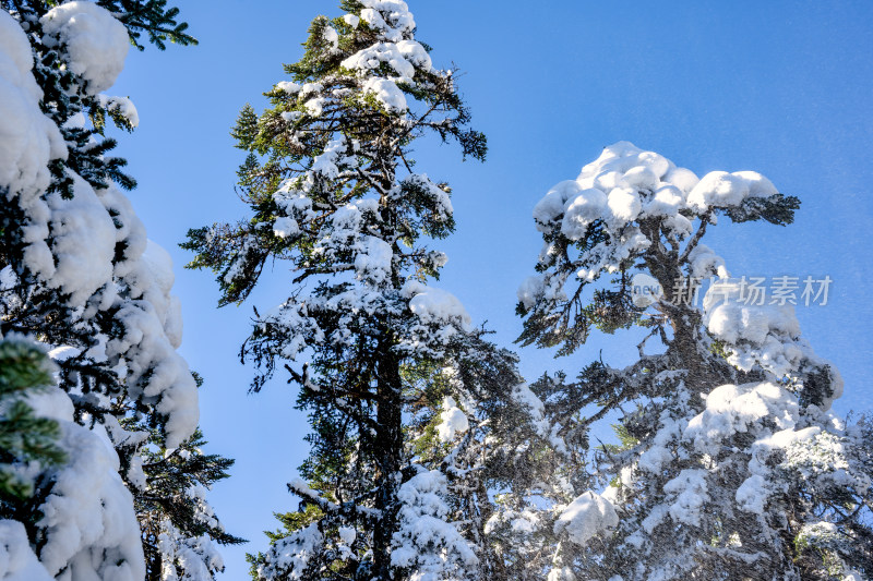 四川甘孜海螺沟冬季森林植被的雪景