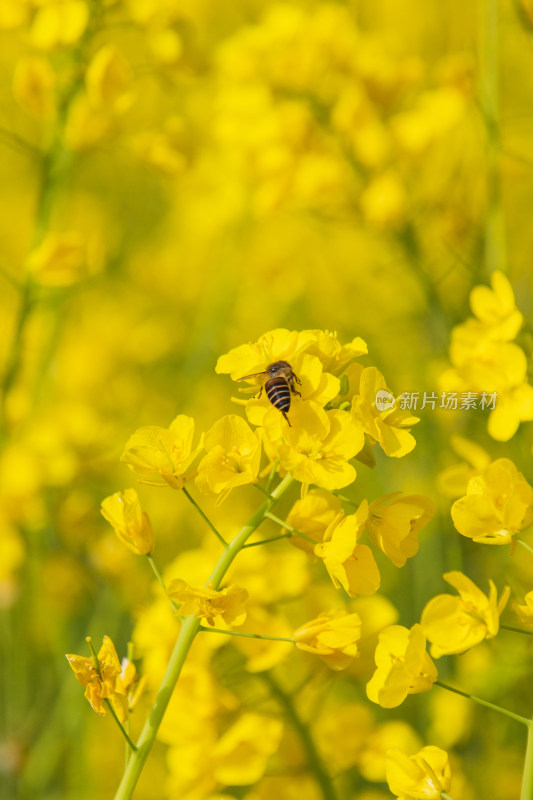 油菜花上采蜜蜜蜂特写镜头