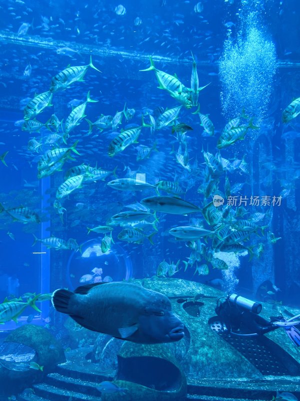 三亚亚特兰蒂斯酒店的水族馆