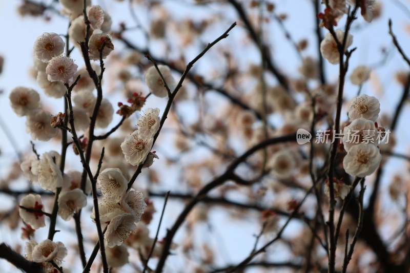 盛开的白色梅花