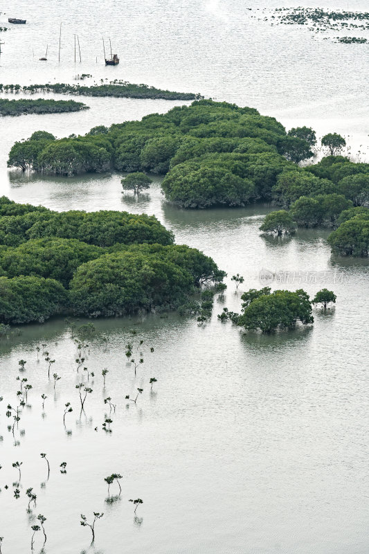 福建宁德霞浦县城红树林湿地涂滩海边景观