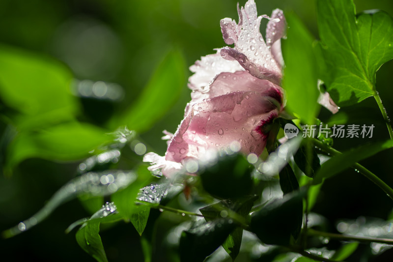 雨中牡丹花