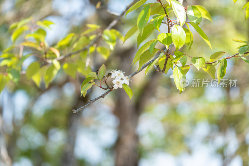 盛开的白梨花