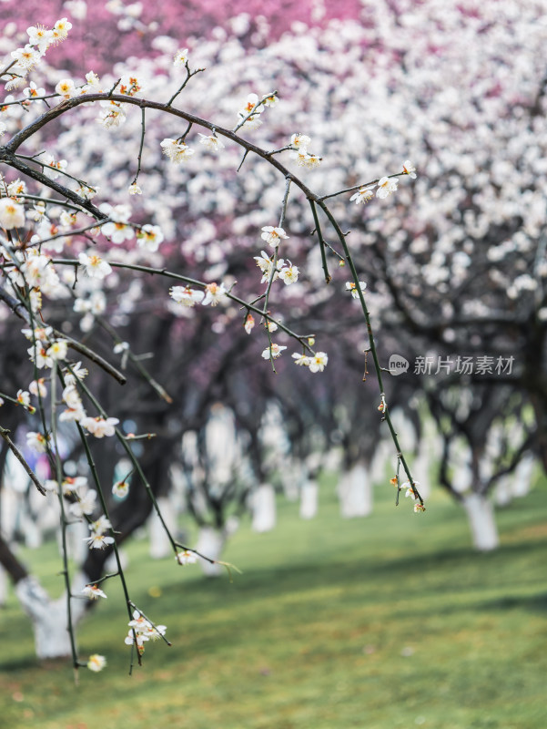 早春二月绽放的梅花