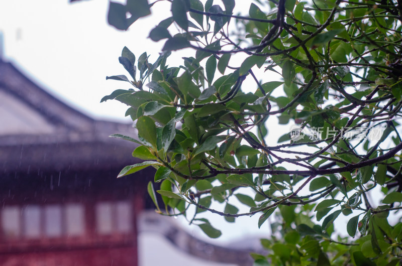 上海城隍庙，细雨打在绿叶上