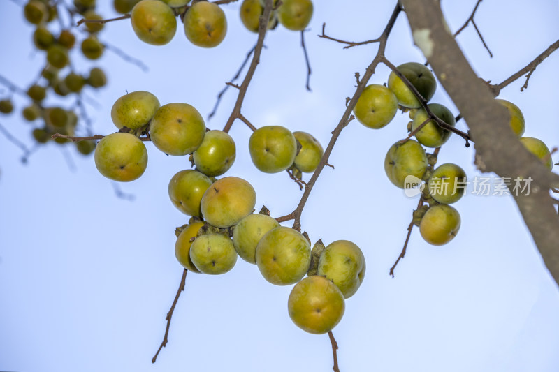 树枝上结满青色小柿子