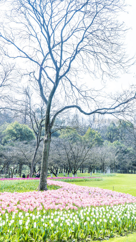 杭州西湖太子湾公园风景