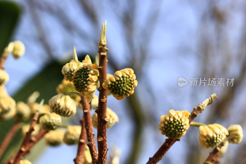 结香花花蕾实拍素材