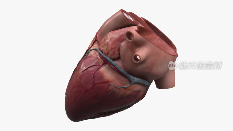 人体解剖心脏医学解剖生物人体科学