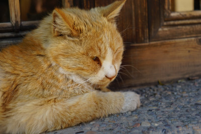 窗台木窗上的猫