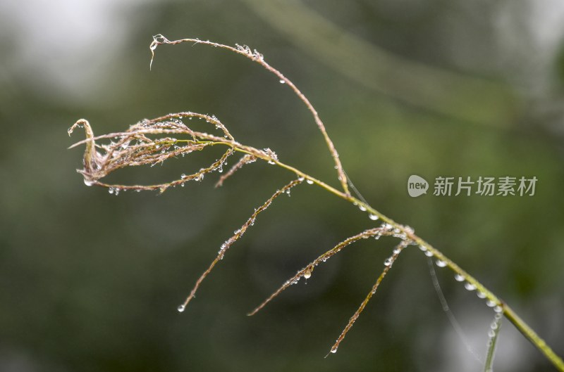 重庆酉阳：霜降后的小草“披金戴银”