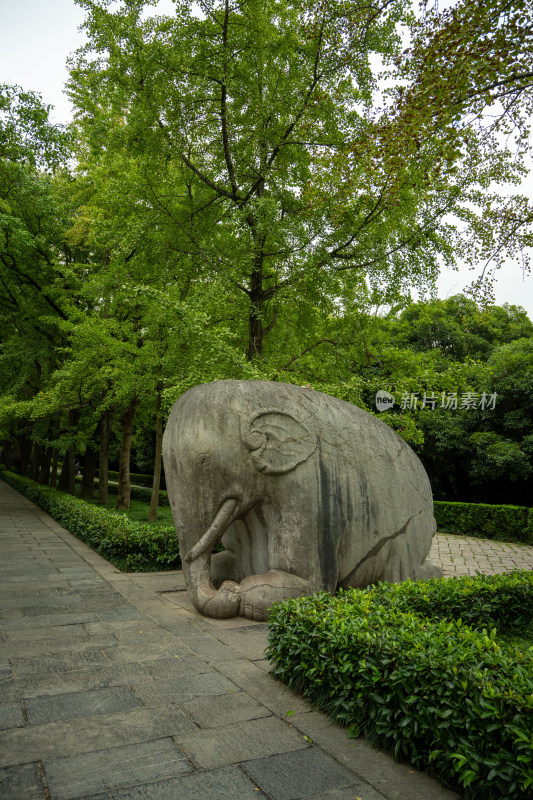 南京钟山明孝陵景区石像路夏季大象