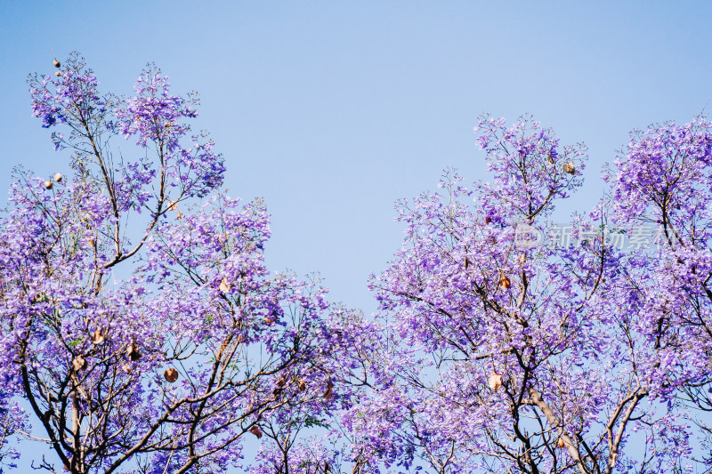 西昌蓝花楹