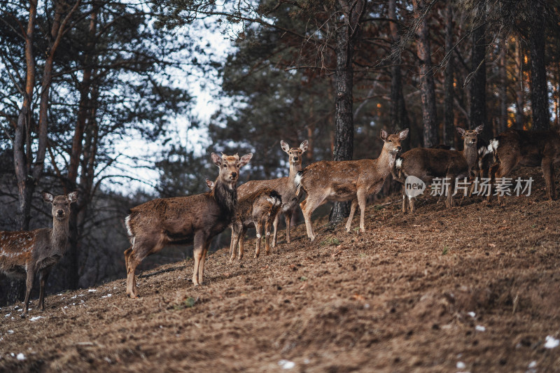 伊春金山鹿苑