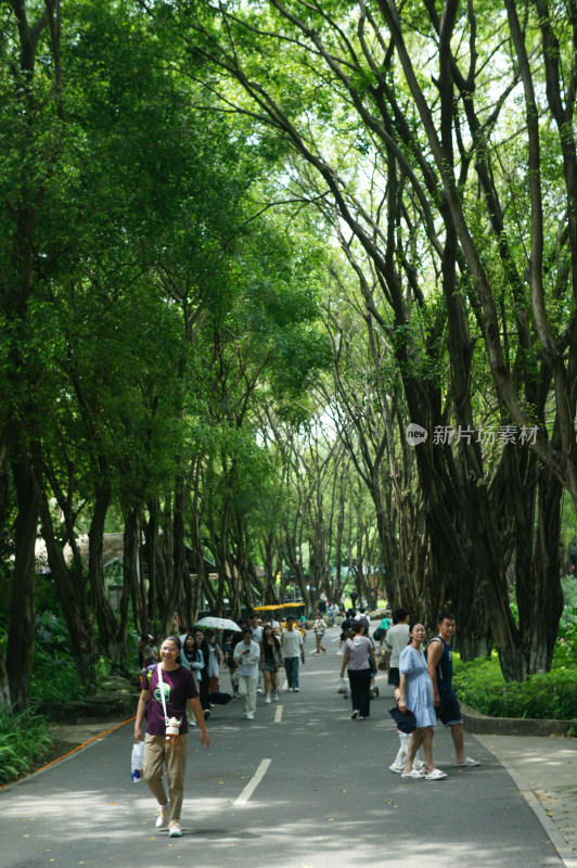 绿树街道，林荫小道