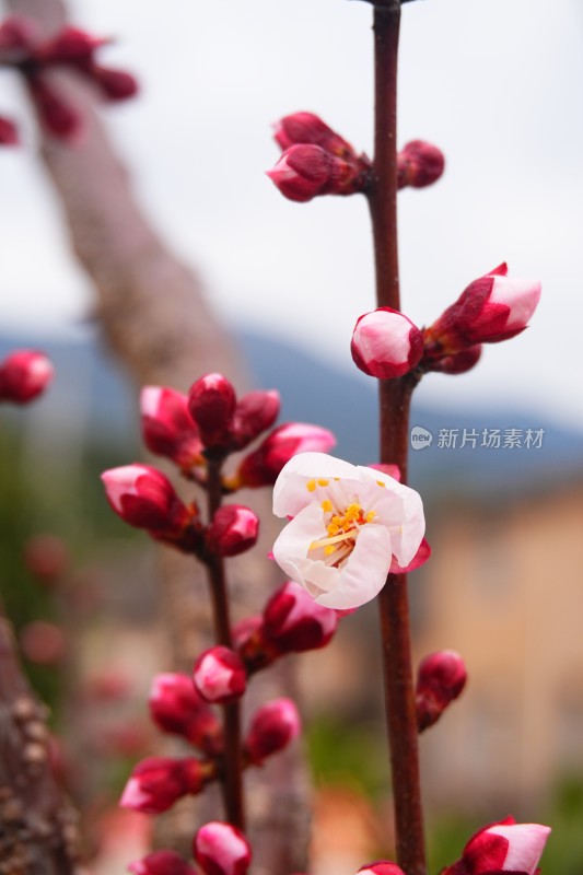 盛开的梅花和梅花花苞特写