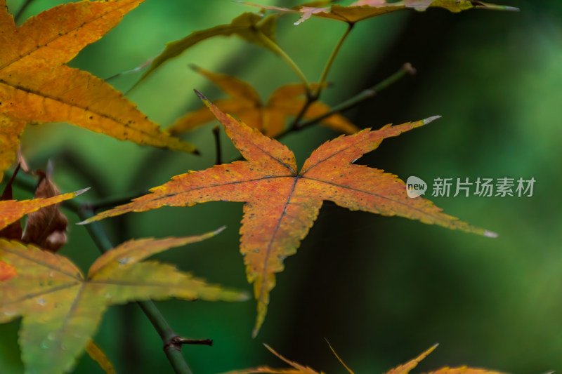 福州乌山历史风貌区秋景