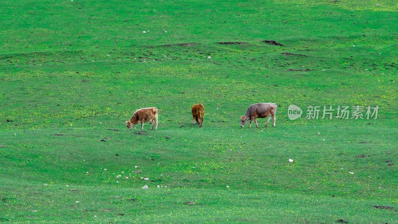 新疆琼库什台村草原上吃草的牛
