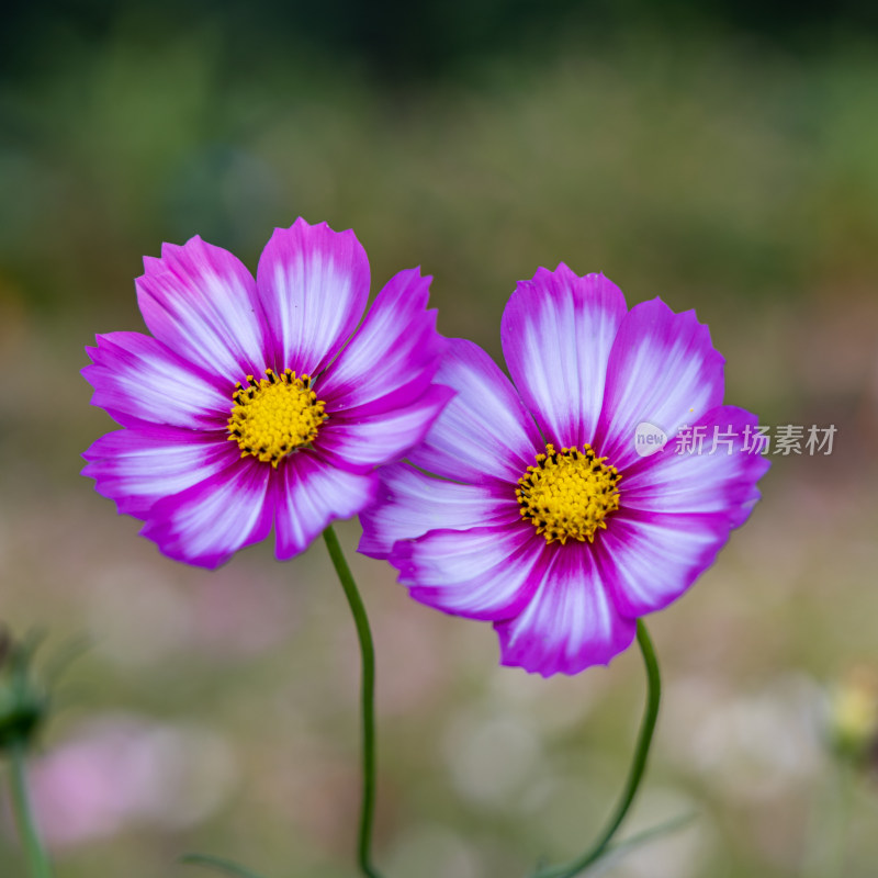 菊花、格桑花