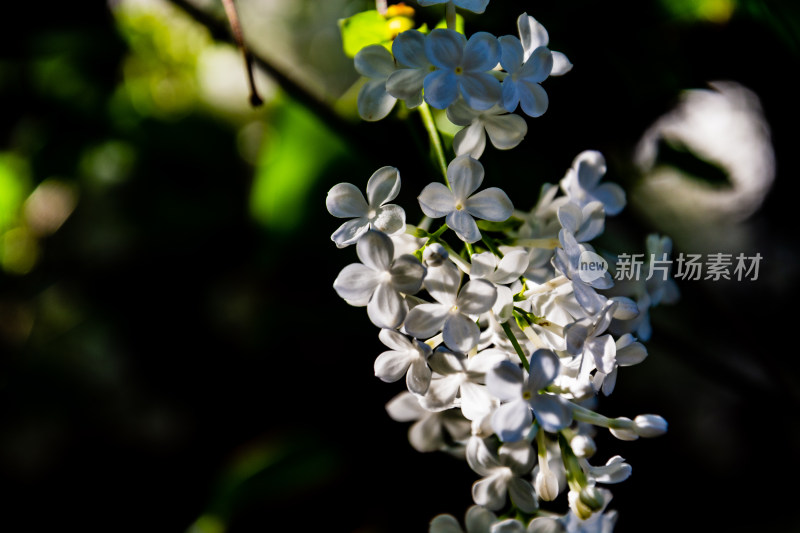 北京北海公园静憩轩盛开的丁香花-DSC_8802