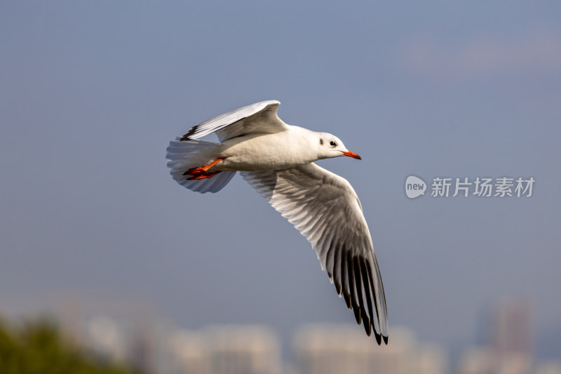 海鸥、红嘴鸥