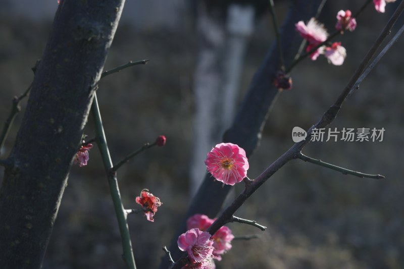 梅花 腊梅 红梅花