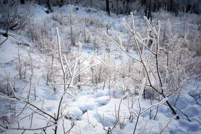 林海雪原冰雪风光
