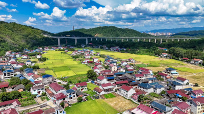 美丽乡村田园秋收金黄稻田航拍图