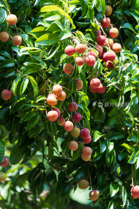 挂满枝头的新鲜荔枝