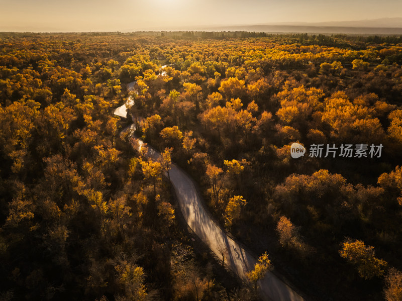 夕阳下的胡杨林