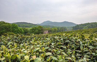 雨中的西湖龙井茶园自然风光