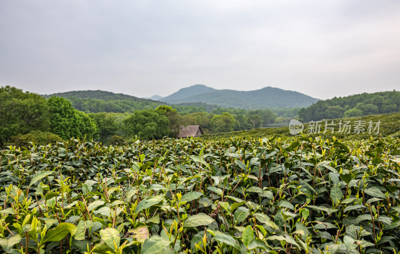 雨中的西湖龙井茶园自然风光