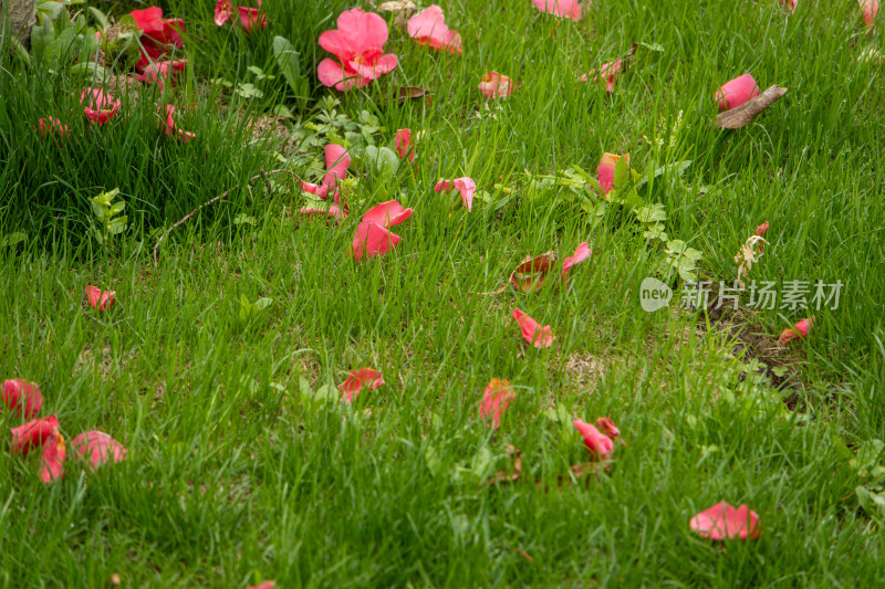 春日草地落满粉红花瓣