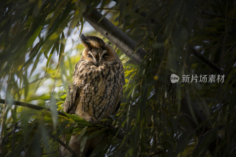 树枝上闭眼休憩的猫头鹰 -- 长耳鸮