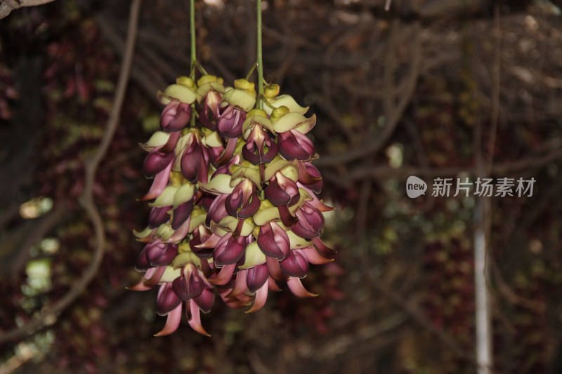 广东东莞：紫色禾雀花