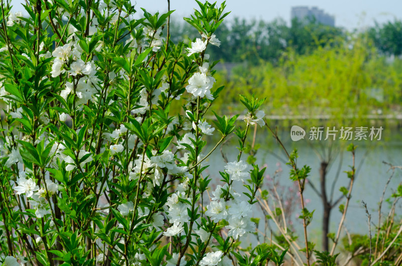 河边盛开的白色海棠花