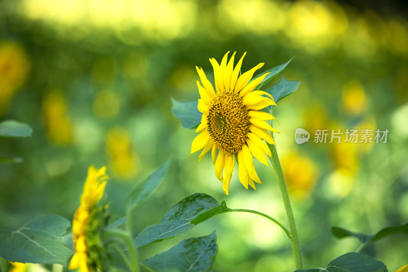 向日葵花盛开在田野