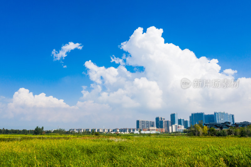 金色的稻田 昆明福保村