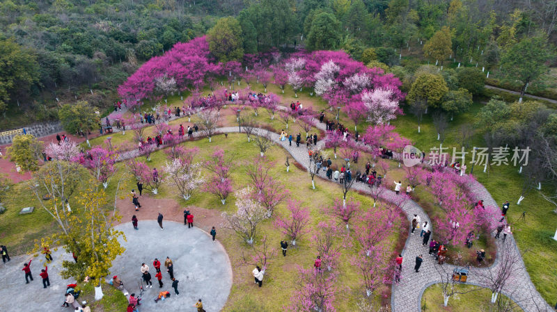 公园樱花林游人观赏场景